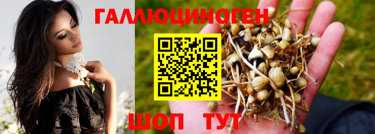 Псилоцибиновые грибы Cubensis Серов